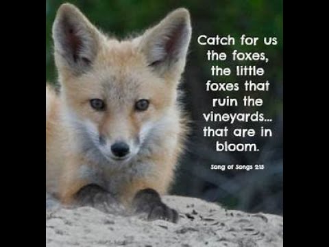 Those are foxes. Fox Song. Бай Сонг Лис. Лиса новая песня. Words about Fox.