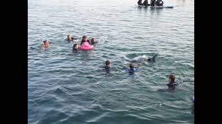 Solitary social dolphin visits Cornwall by British Divers Marine Life Rescue 369 views 2 years ago 51 seconds