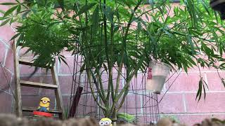 Outdoor Cali BBBiG Grow July 3 2019