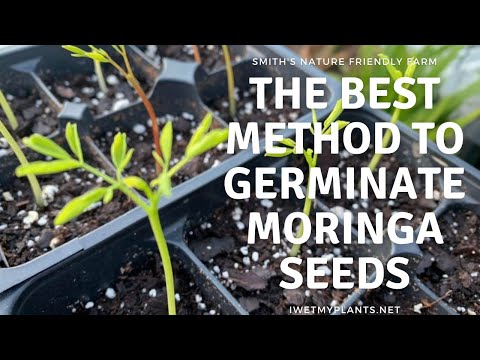 The BEST method for germinating Moringa seeds.