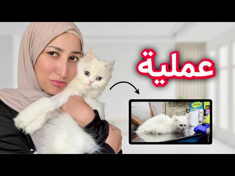 بيلا عملت عمليه تربية القطط مش سهله Vlog