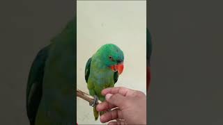 Burung Betet Sulawesi Jinakshorts