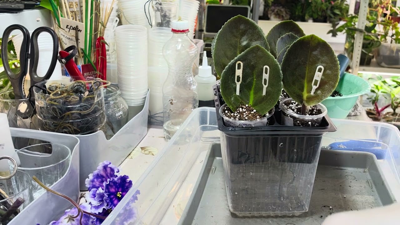 Обновление корневой системы у фиалок🌸☘️🌸☘️ #комнатныерастения #фиалка #сенполии #plants #цветы