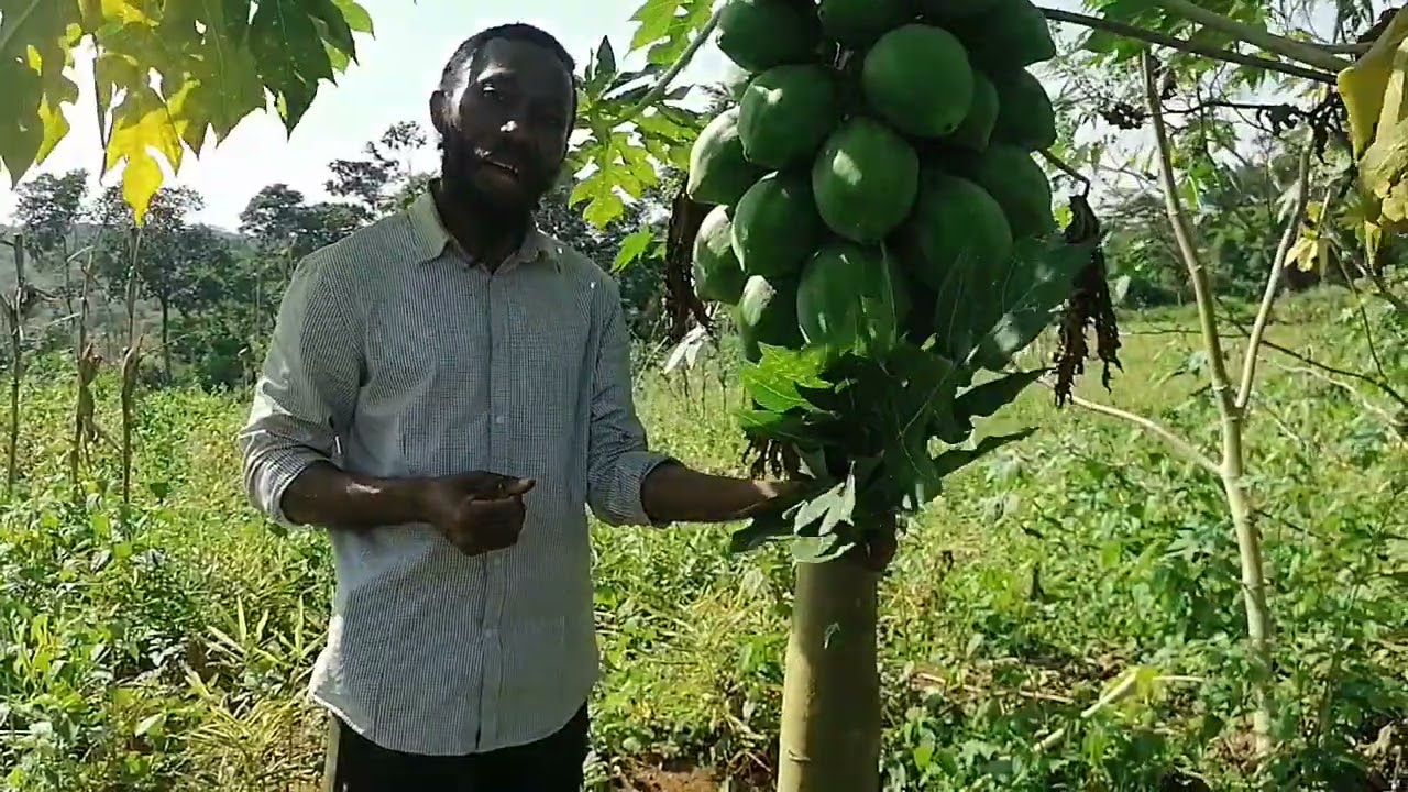 Soignez-vous avec le papayer