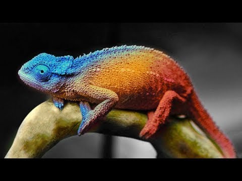 25 უცნაური და დაუჯერებელი ფაქტი ცხოველთა სამყაროს შესახებ