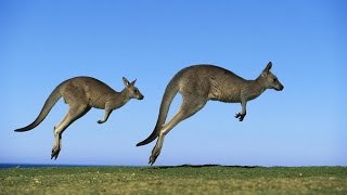 Cows & kangaroos hold the secret to develop AD all over the world - English subtitles