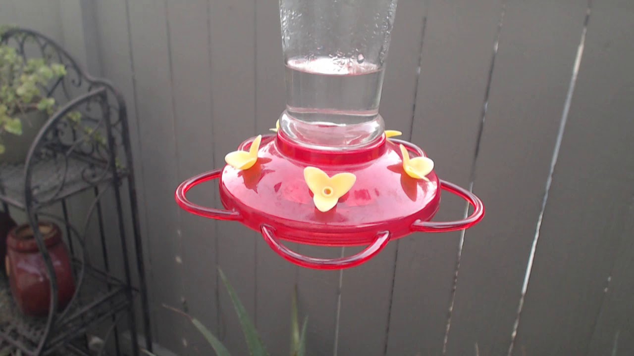 video phone beyonce mp3 Bella Hummingbird Nest Cam 09-18-2018 18:38:13 - 19:38:16