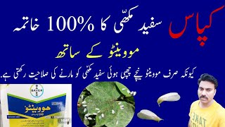 How to control White fly in Cotton Crop | Movento by Bayer |Best insecticide spray against white fly