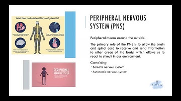 Peripheral Nervous System (PNS)