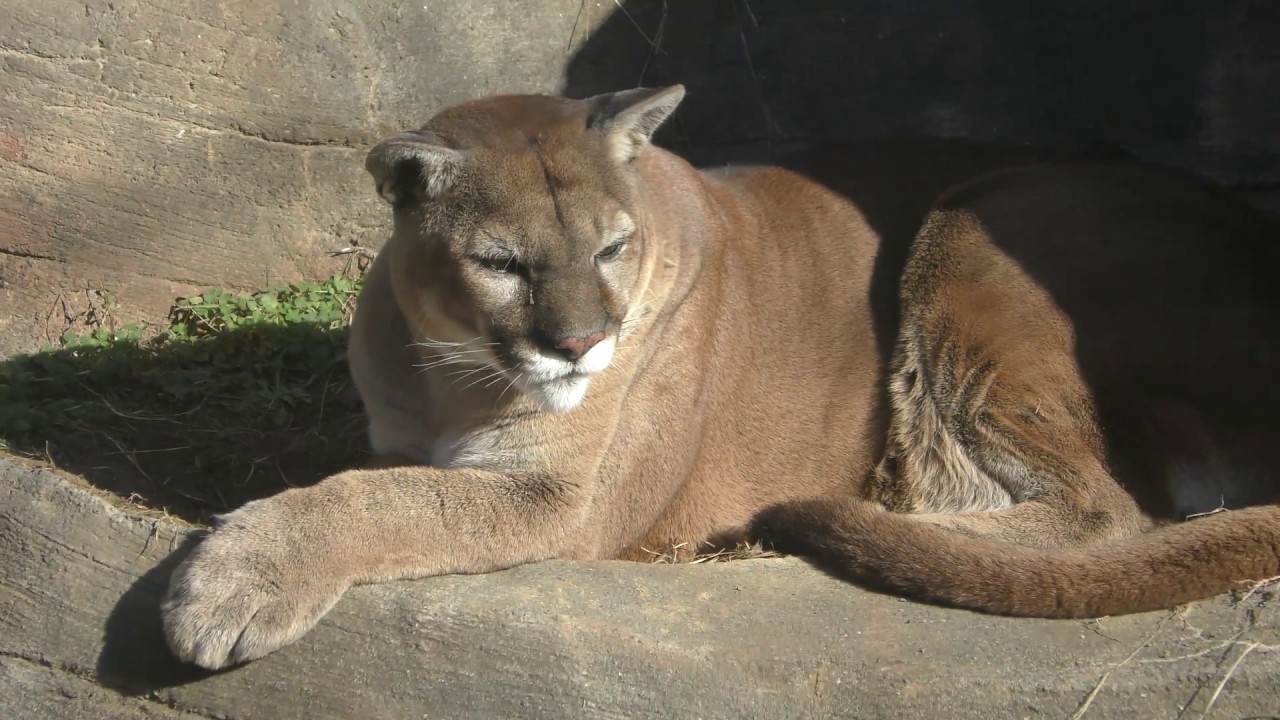 Cougar (Shizuoka Municipal Nihondaira Zoo, Shizuoka, Japan