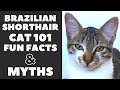 Brazilian Shorthair Cats 101 : Fun Facts & Myths の動画、YouTube動画。