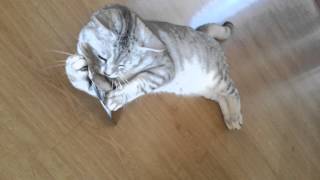 Cat Vs Feather Motta