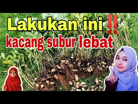 Video: Info Menanam Kacang Hitam - Tips Menanam Kacang Hitam