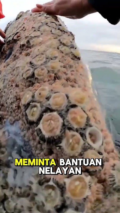 Pembersihan parasit pada ikan paus  #fypシ゚viral #shortsvideo #reaction