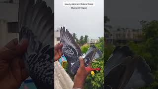 Racing Homer Chakkar Male #racinghomer #pigeon #love #trending #shorts #fyp