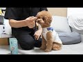 犬のストレス発散に食いつきがいいと評判のおやつあげてみた