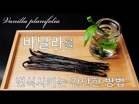 바닐라를 번식시키는 간단한 방법｜바닐라 덩굴 휘묻이｜바닐라 키우기｜How to grow #6 Vanilla