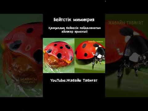 Бейтстік мимикрия🕷️