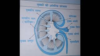 Class10 Science जैव प्रक्रम: उत्सर्जन Life Process: Excretion