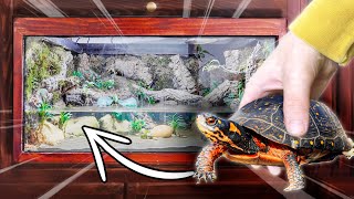 How To Build The ULTIMATE Spotted Turtle Tank!