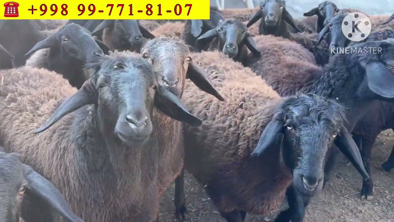 XISSORI BUGOZ SOVLUQ QOZILAR KELDI ARZON NARXDA 💥