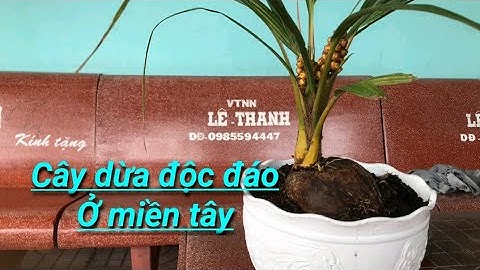 cây dừa độc lạ, có một không hai ở miền tây.