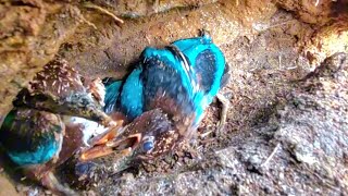 ANAK BURUNG TENGKEK BERKELAHI SATU SAMA LAINYA