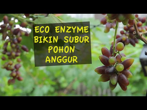 Bukan Sim Salabim, Eco Enzyme Bikin Anggur  Subur & Bebas Jamur