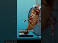 Learn Portuguese with Shark Tale 🎬 #learnportuguese #portuguesewithmovies #portuguese
