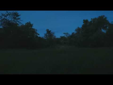 Bushveld Frogs calling |1 Hour