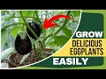 How to Grow Eggplants Perfectly (Expert Secret Tricks)