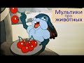 Сборник мультфильмов про животных  2