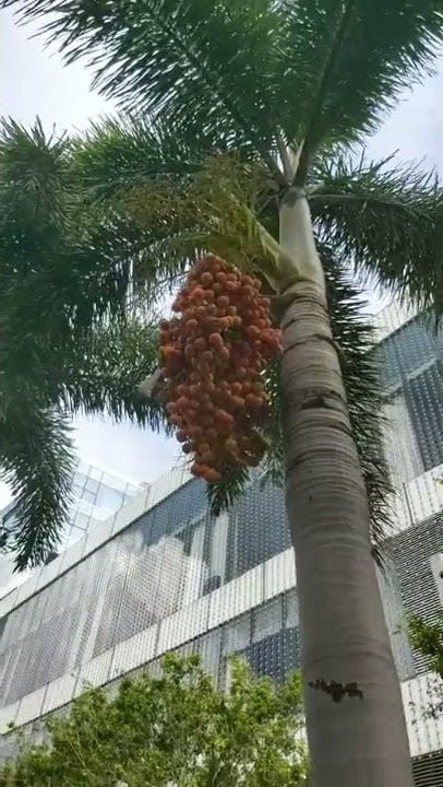 betel nuts ... hongkong #syren