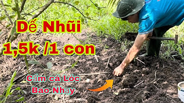 Bắt Dế Nhũi ở đâu nè… Mồi cấm cá lóc bao nhạy… 1,5k/ 1 con