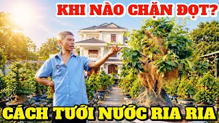 90% AE mới chơi làm sai! Sáu Hoàng chỉ cách tưới ria ria, ngắt đọt đúng lúc để mập chi mịn tàng đẹp