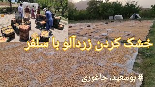 استفاده از سلفر برای خشک کردن زردآلو و صادرات به خارج از کشور 🍑using sulfur to dry fruits