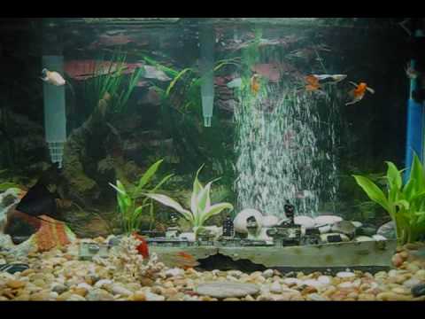 freshwater for fish tank