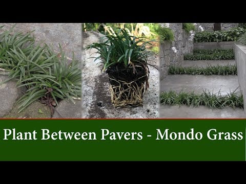 How to Grow Dwarf Mondo Grass Between Pavers or Stepping Stones.