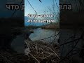 Весенняя охота 2025 #hunting