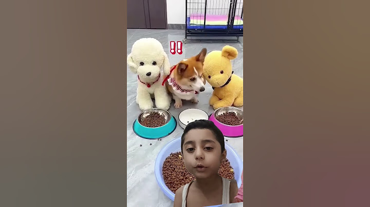 Angry Sigma Dog 🤣🤣 Aayush #momson #memes #funny #comedy