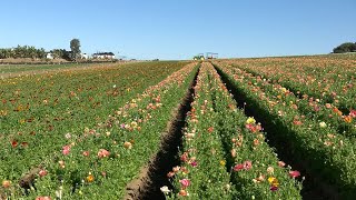 The Carlsbad Flower Fields are now welcoming back visitors!