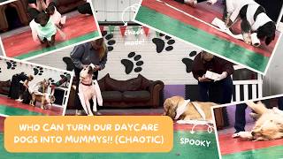 Wrapping Our Daycare Dogs Like MUMMIES… What Could Go Wrong?! 😂