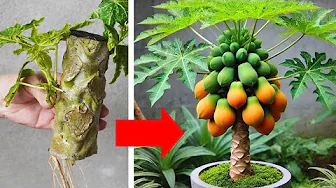 Great Secret To Growing Papaya From Cuttings
