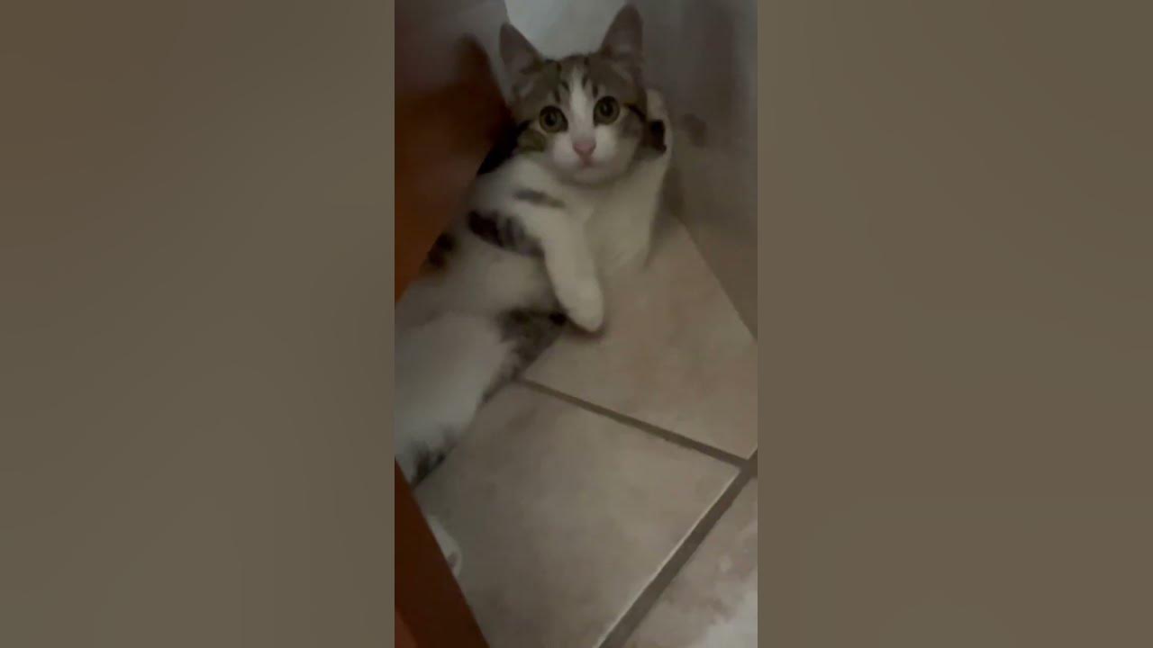 Gatto pazzo YouTube