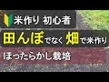 【陸稲栽培-前編】誰でも出来る😄米高騰の今、自分で作ってみた