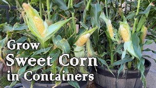 How to Grow Sweet Corn from Seed in Containers  Easy Planting Guide