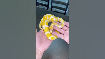 AMAZING COLOR ON THIS ORANGE DREAM LAVENDER ALBINO HET PIED BALL PYTHON😍