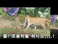 고양이