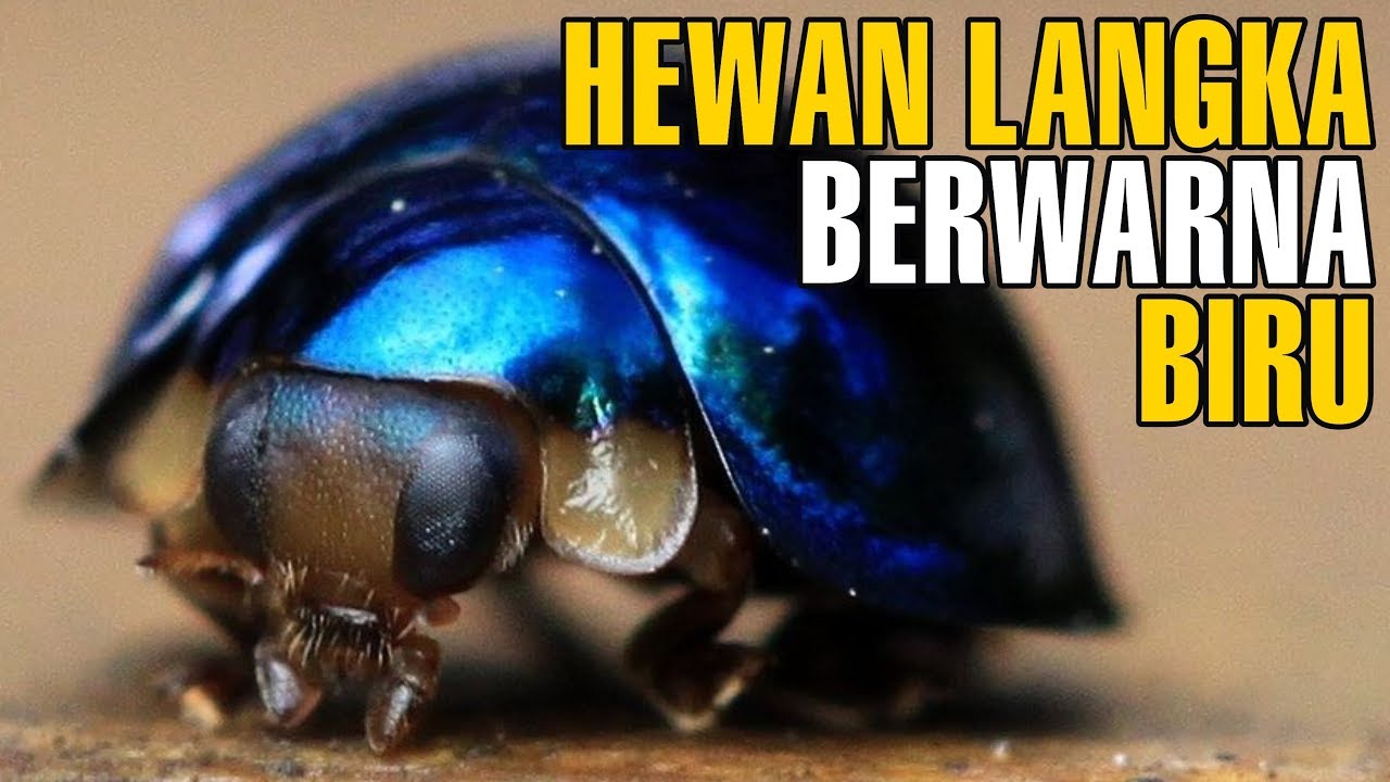 Bukan Hoax 7 Hewan Langka Berwarna Biru Yang Ada Di Muka Bumi