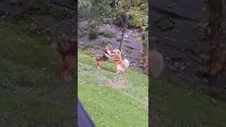 Dogs humping in the mouth